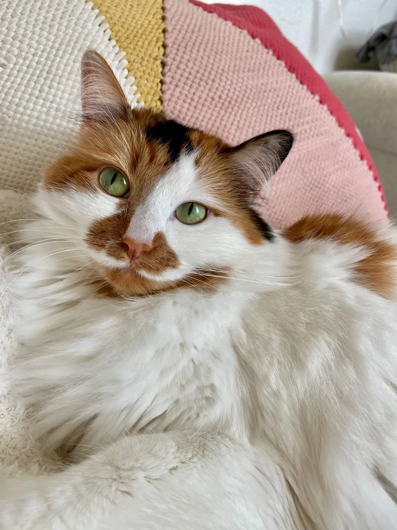 Belle