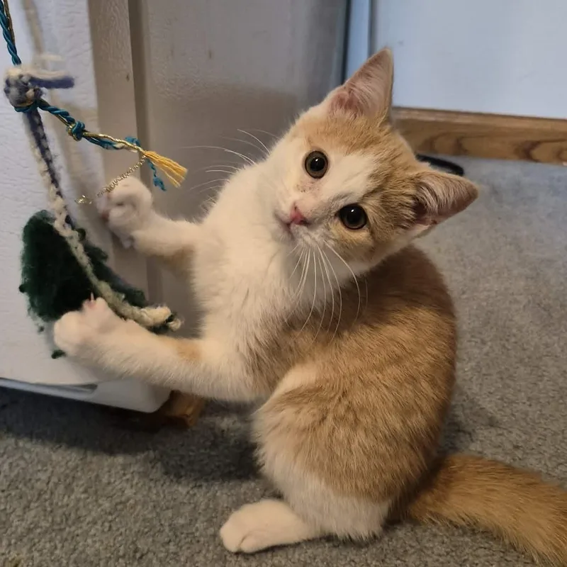 A baby medium-sized female Buff & White Domestic Short Hair cat named Tessa for adoption in Delta, OH