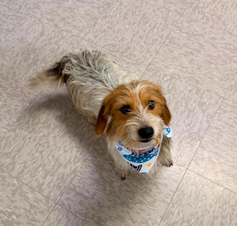 A young small-sized male Dachshund dog named Scruff McGruff for adoption in Knoxville, TN