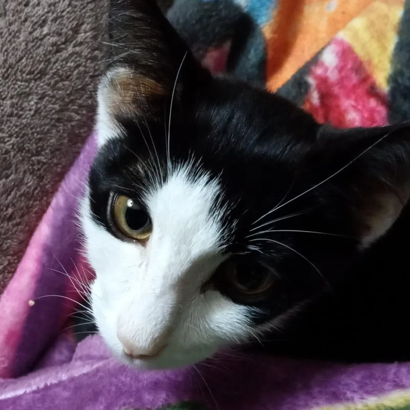 A young medium-sized male Black Domestic Short Hair cat named Peter for adoption in Coos Bay, OR