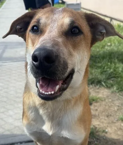 An adult large-sized male Cattle Dog dog named Woody for adoption in Cincinnati, OH