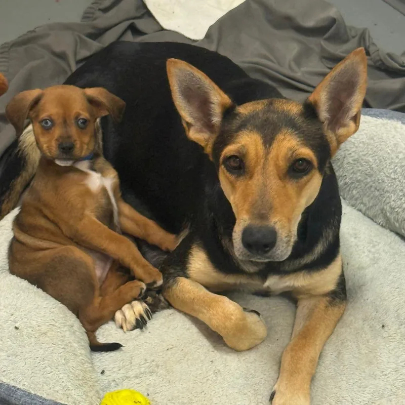 Butterball thumbnail 2