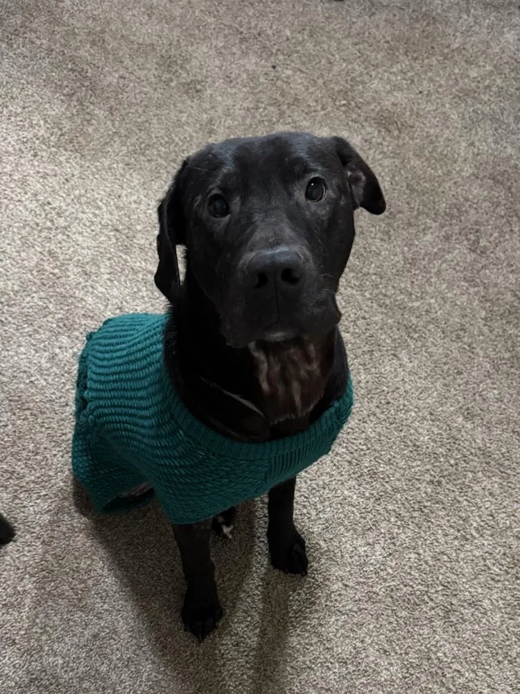 Forrest Gump thumbnail 2