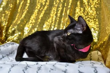 A baby small-sized female Domestic Short Hair cat named Brenda for adoption in Yakima, WA