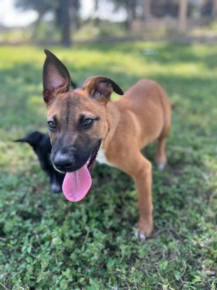 A young large-sized male Mixed Breed dog named Tank for adoption in Spokane, WA
