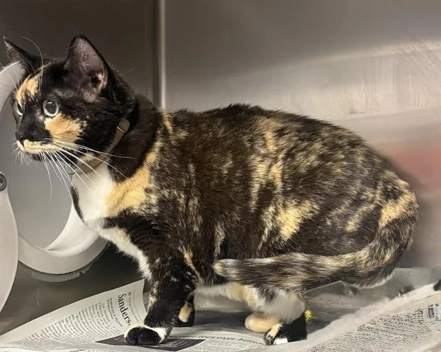An adult medium-sized female Domestic Short Hair cat named Butterfly for adoption in Lancaster, CA