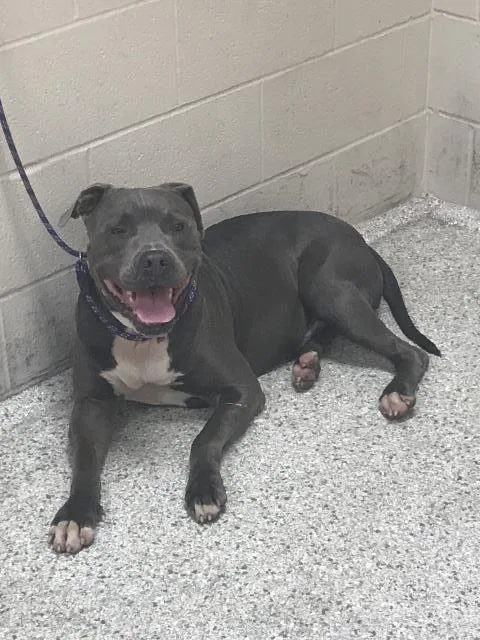 A young large-sized male Pit Bull Terrier dog named A for adoption in Conroe, TX