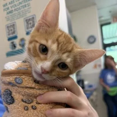 A baby small-sized male Orange / Red Domestic Short Hair cat named Celica for adoption in Nashville, TN