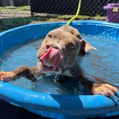 A young medium-sized male Gray / Blue / Silver Mixed Breed dog named Rudy for adoption in Fernandina Beach, FL