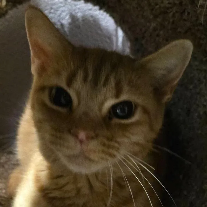 A young small-sized female Orange / Red Domestic Short Hair cat named Girl Cheese for adoption in Rocky Mount, VA