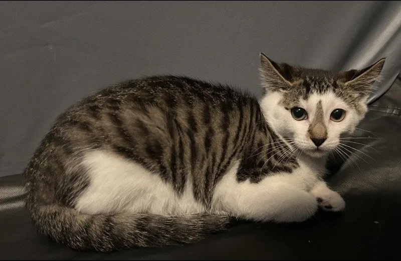 A baby medium-sized male Domestic Short Hair cat named Broadway for adoption in Tacoma, WA