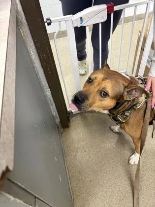An adult large-sized male Pit Bull Terrier dog named Rusty for adoption in Palm Coast, FL