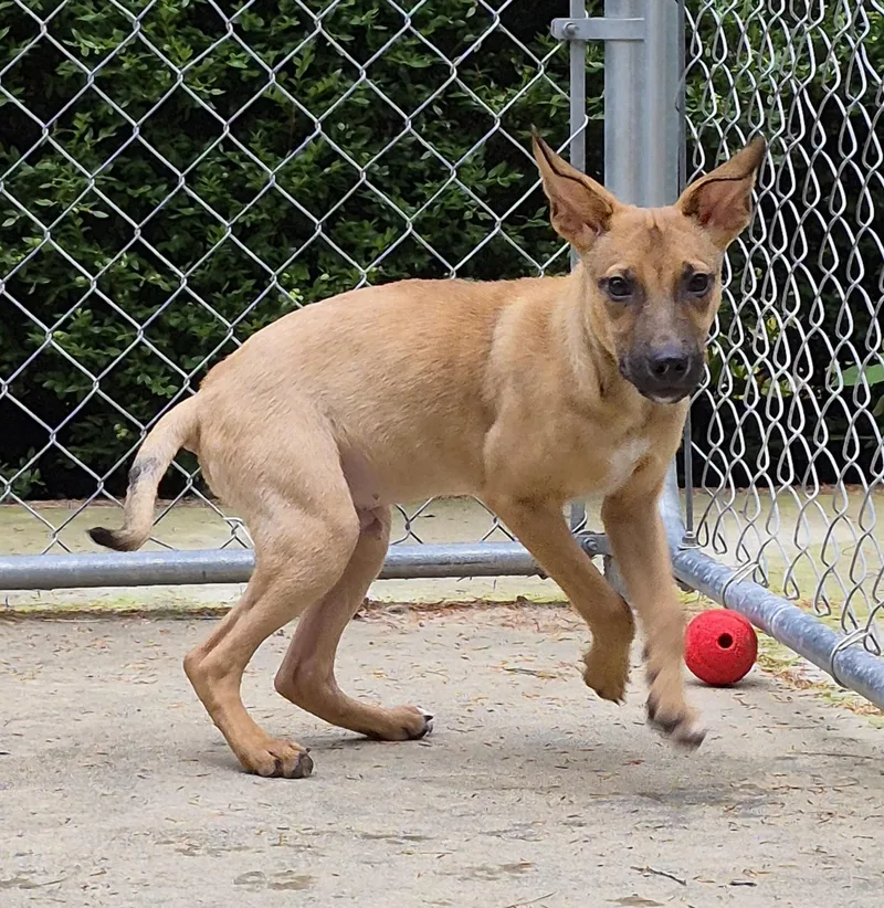 A baby medium-sized male Hound dog named Jack for adoption in Brookville, PA