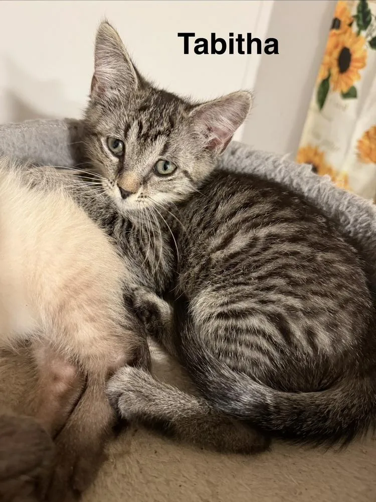 A baby small-sized female Domestic Short Hair cat named Tabitha for adoption in Saint Augustine, FL