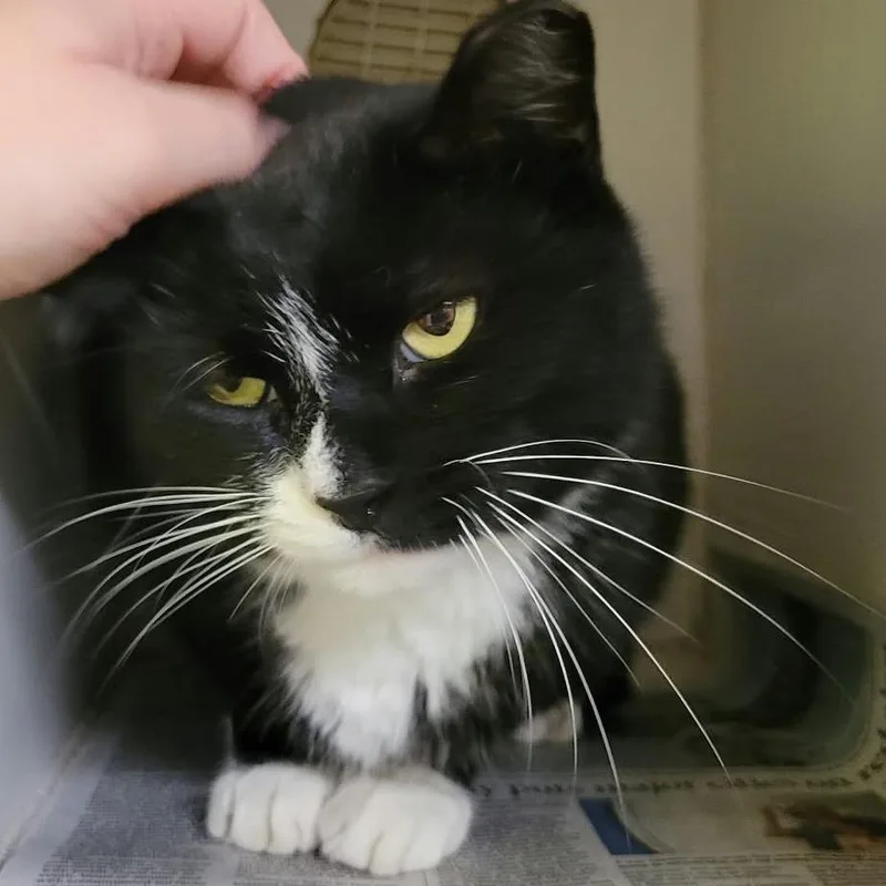 An adult large-sized male Black Domestic Short Hair cat named Chris Pine for adoption in Columbia, MO