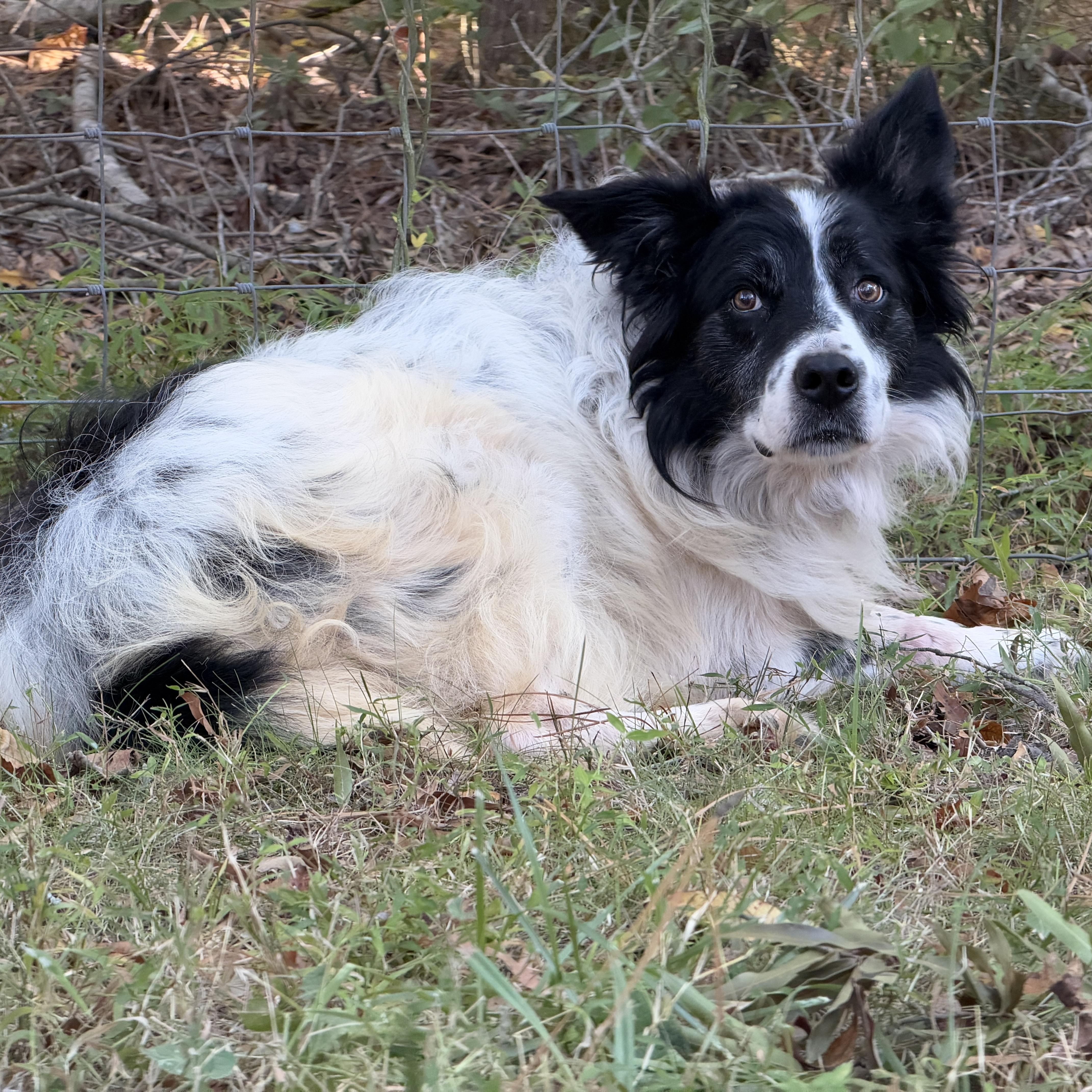 An adult medium-sized male Border Collie dog named Trim for adoption in High Point, NC