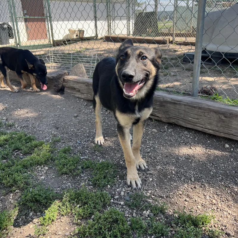 A baby medium-sized male Black German Shepherd Dog dog named Barlow for adoption in Fairmont, MN