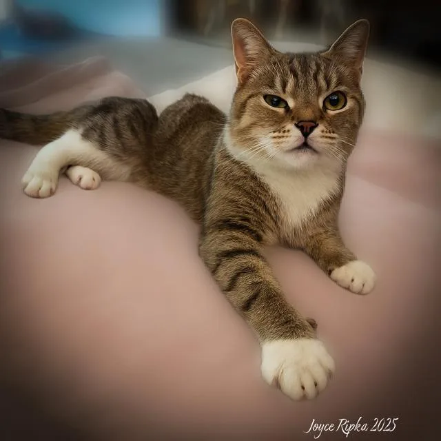 An adult small-sized male Domestic Short Hair cat named Arlo for adoption in Haw River, NC
