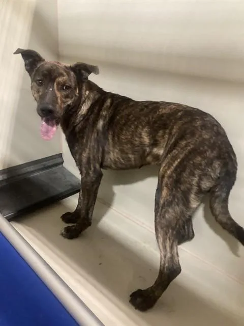 A young medium-sized male Brindle Dutch Shepherd dog named Miles  Urgent for adoption in Thousand Oaks, CA