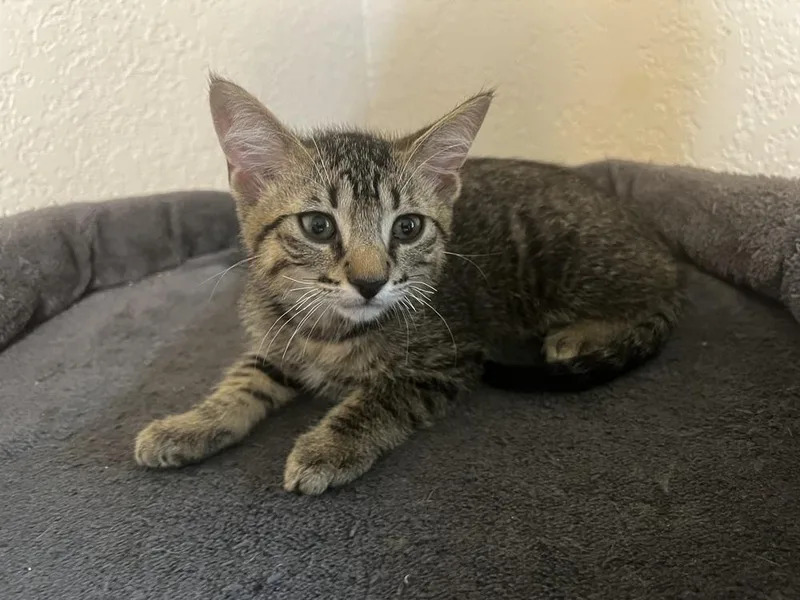 A baby medium-sized female Domestic Short Hair cat named Dilly for adoption in Blanchard, OK