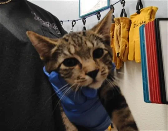 A baby small-sized male Domestic Short Hair cat named Charlie for adoption in Albuquerque, NM