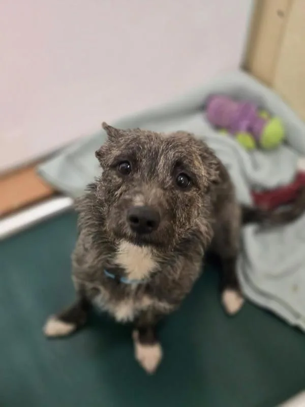 An adult small-sized male Terrier dog named Timothy for adoption in Kennewick, WA