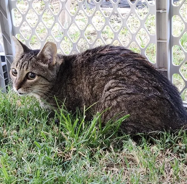 An adult small-sized female Domestic Short Hair cat named Minnie for adoption in San Antonio, TX
