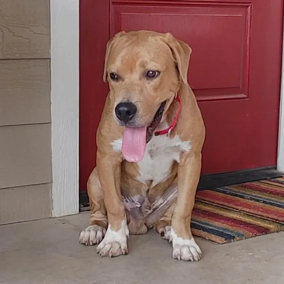 A young medium-sized male Yellow / Tan / Blond / Fawn Basset Hound dog named King for adoption in Seguin, TX