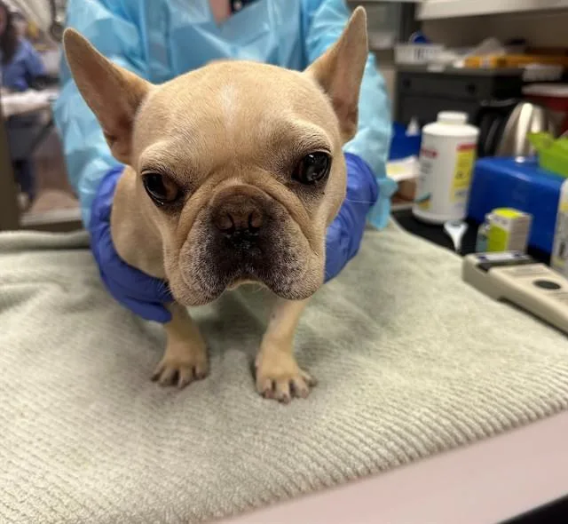 A young medium-sized female French Bulldog dog named Simone for adoption in Martinez, CA