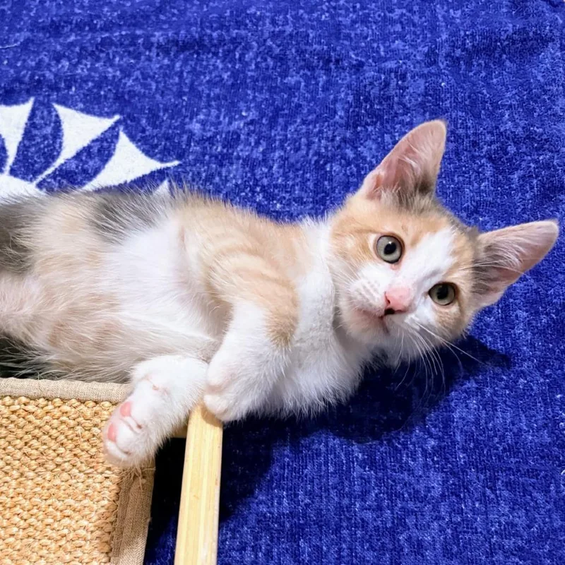 A baby small-sized female Calico Domestic Medium Hair cat named Delicata aka Della Hall for adoption in Eagle Mountain, UT