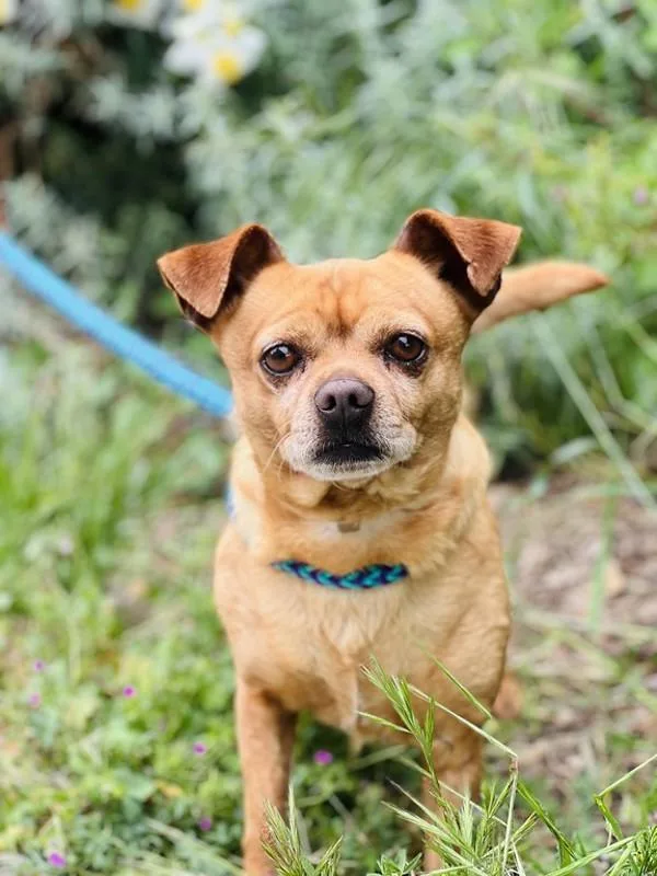 A senior medium-sized male Chihuahua dog named Squirtle for adoption in Monterey, CA