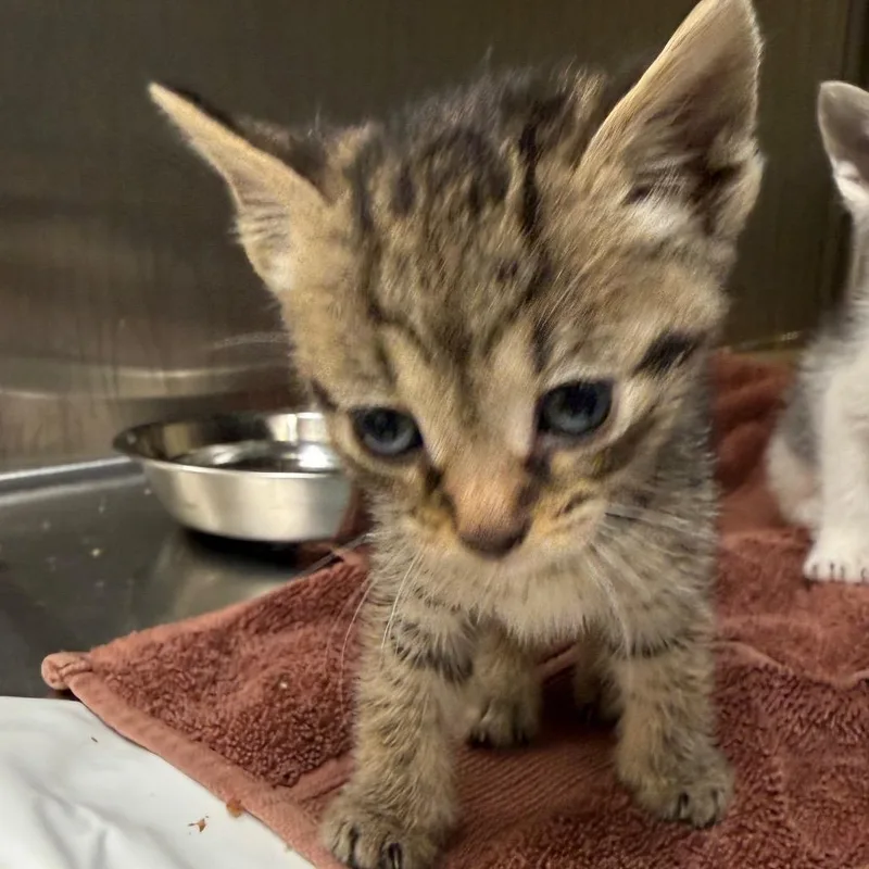 A baby small-sized female Gray / Blue / Silver Domestic Short Hair cat named Kirkland for adoption in Winston-Salem, NC