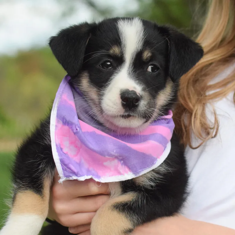 A baby medium-sized male Beagle dog named Silasavail for adoption in West Grove, PA