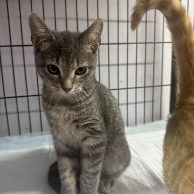 A baby small-sized male Domestic Short Hair cat named Mongolian for adoption in Corbin, KY