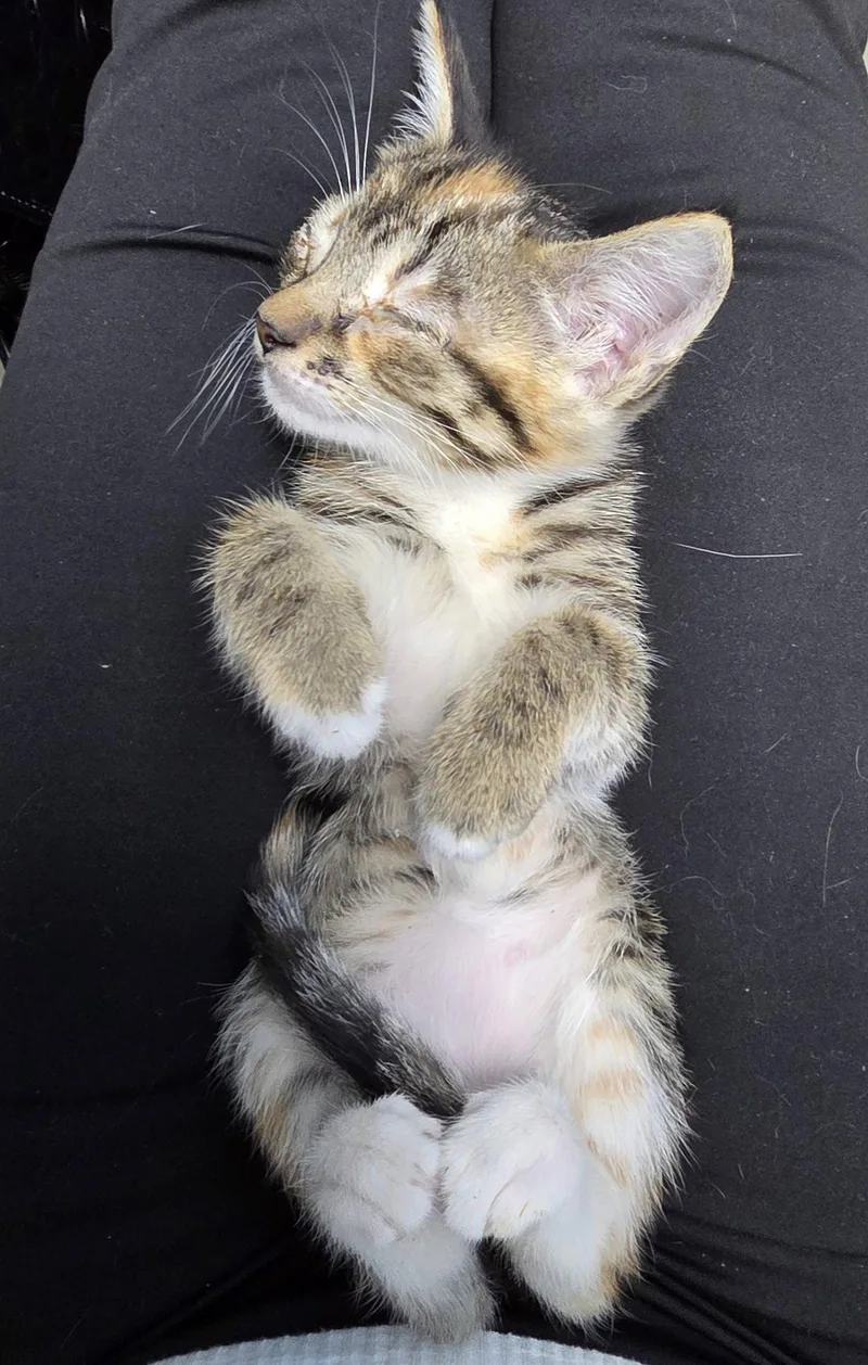 A baby medium-sized female Tabby cat named Billie for adoption in Magnolia Springs, AL