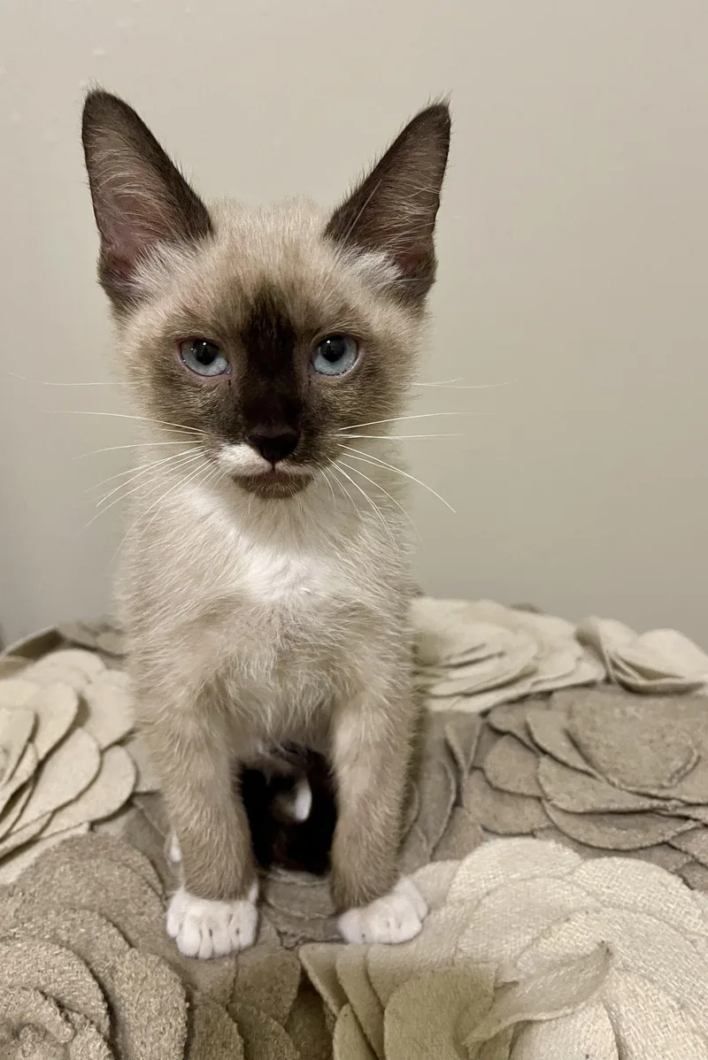 A baby small-sized male Seal Point Siamese cat named Kendrick RF Petsmart for adoption in Spring, TX
