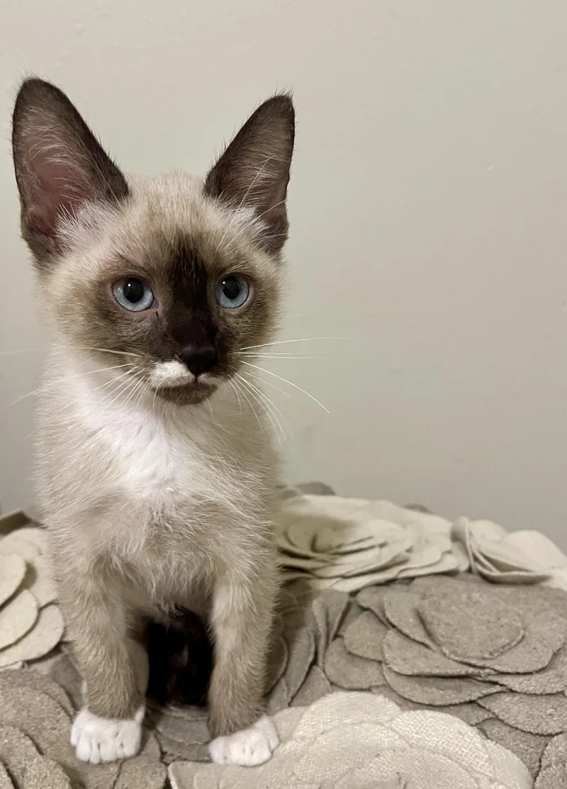 Kendrick  RF Petsmart thumbnail 2