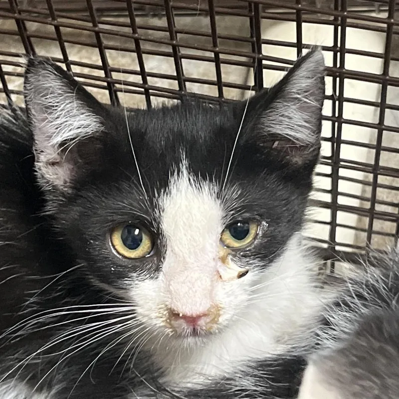 A baby small-sized female Black Domestic Short Hair cat named Goatee for adoption in Yuma, AZ