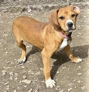 A young medium-sized female Hound dog named Laverne for adoption in Manchester, CT