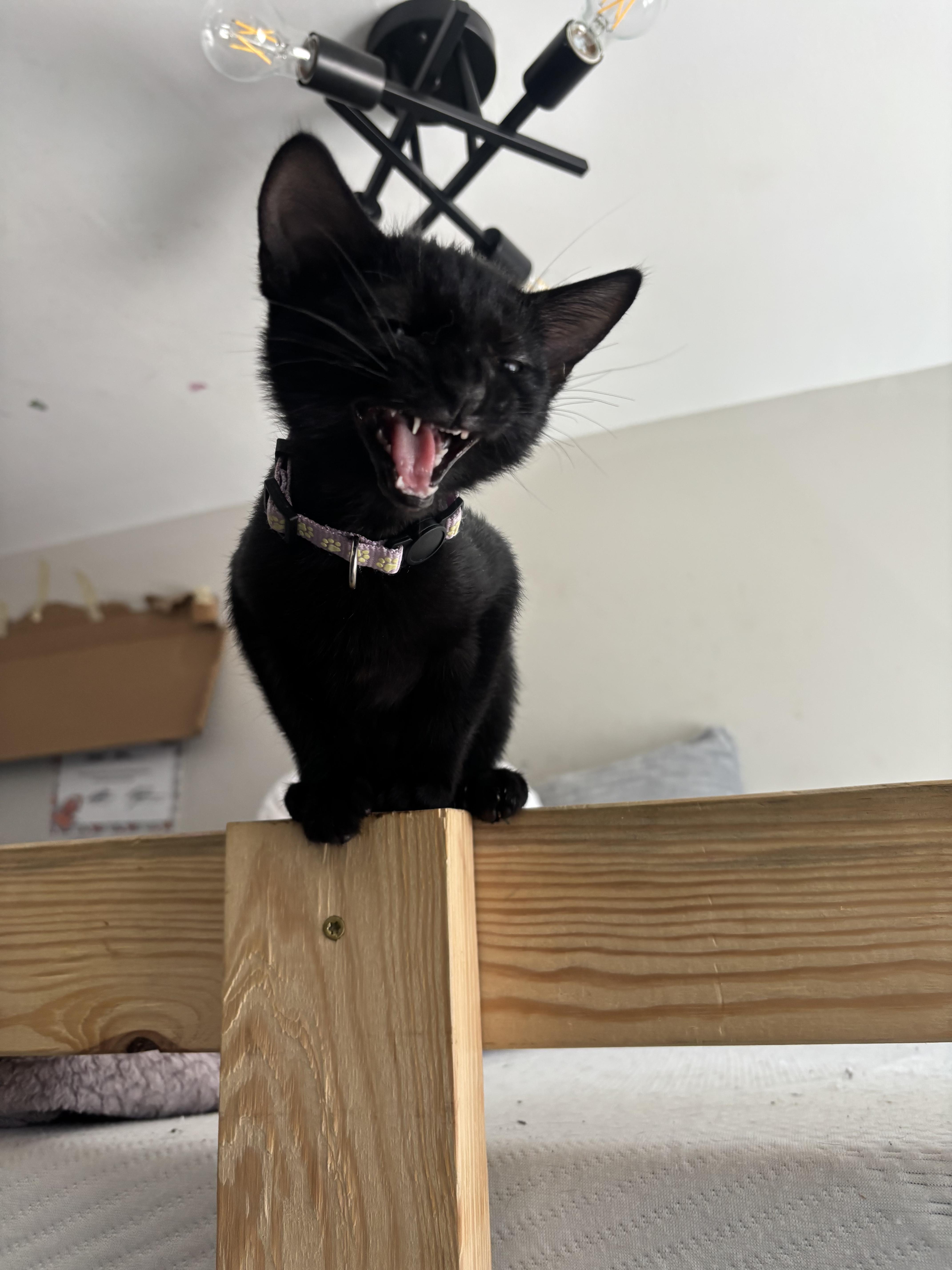 A young medium-sized female Black Domestic Short Hair cat named Rain for adoption in Lemont, IL
