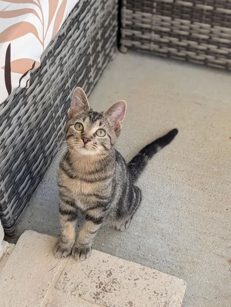 A baby medium-sized male Tabby (Brown / Chocolate) Domestic Short Hair cat named Axel for adoption in Murfreesboro, TN