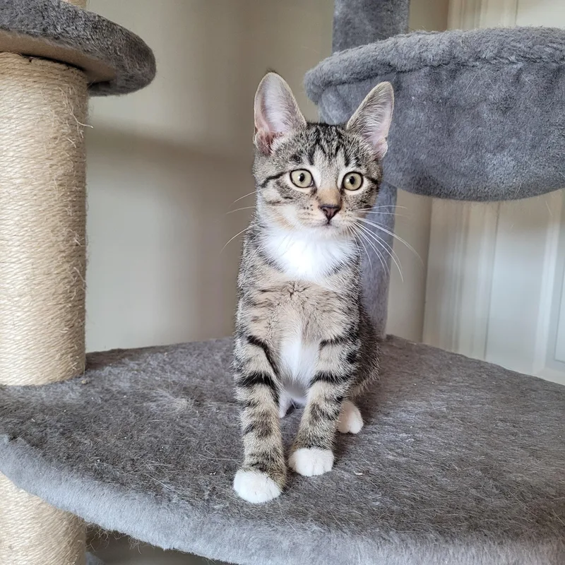A baby medium-sized male Tabby (Buff / Tan / Fawn) Domestic Short Hair cat named Parker & Blair for adoption in Indianapolis, IN