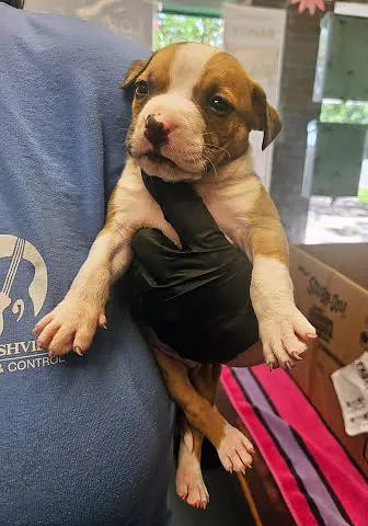 A baby medium-sized male Brown / Chocolate Mixed Breed dog named Gordo for adoption in Nashville, TN