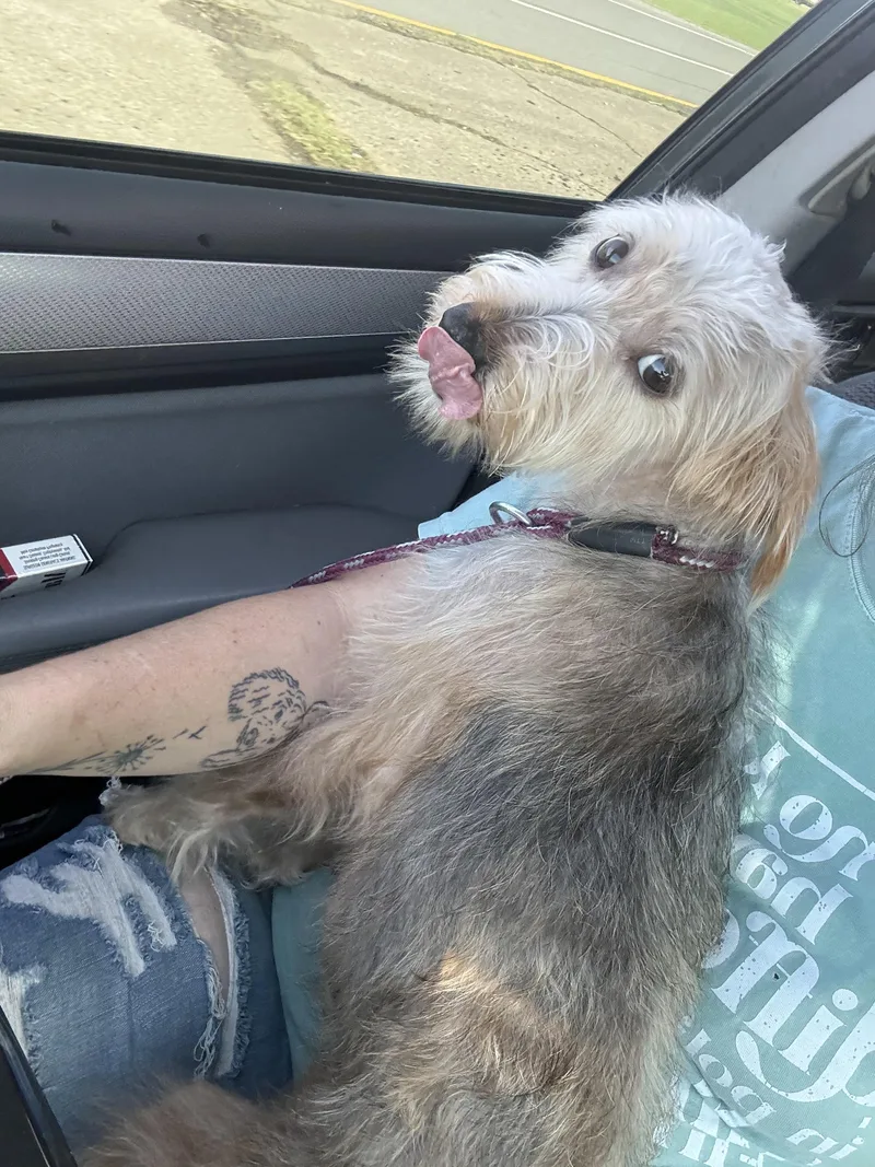 A baby small-sized female Yellow / Tan / Blond / Fawn Terrier dog named Winnie for adoption in Dover, AR