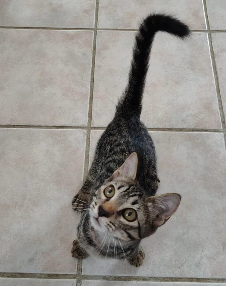 A baby medium-sized male Tabby (Gray / Blue / Silver) Domestic Short Hair cat named Aslan for adoption in Franklin, MA