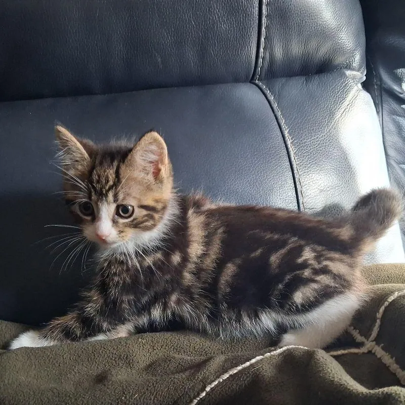 A baby medium-sized female Domestic Short Hair cat named Bridget for adoption in Carneys Point, NJ