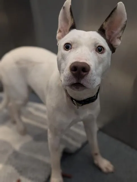 A young large-sized female Mixed Breed dog named Angel for adoption in Dallas, TX