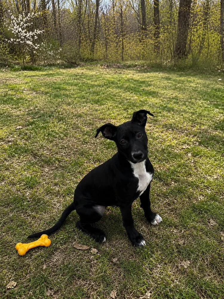 A baby medium-sized female Tricolor (Brown, Black, & White) Labrador Retriever dog named Della for adoption in Thompson, PA