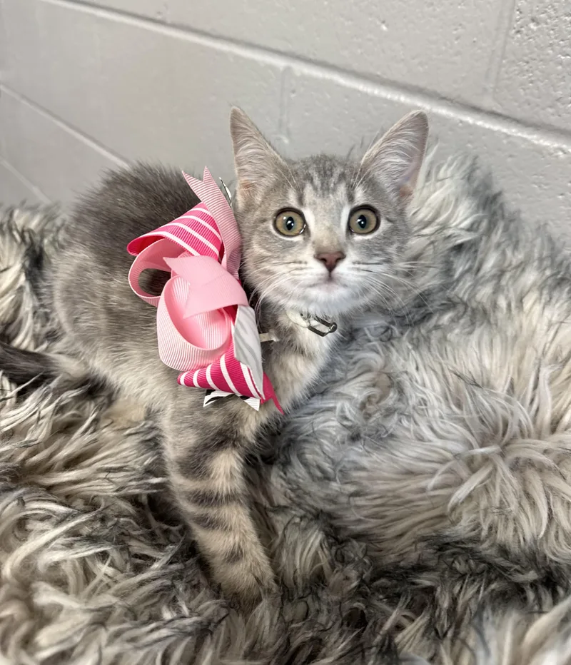 A baby medium-sized female Tabby (Gray / Blue / Silver) Maine Coon cat named Purrfect Brittany for adoption in Burlington, NC