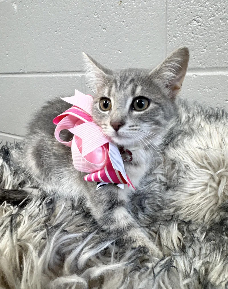 Purrfect Brittany thumbnail 2
